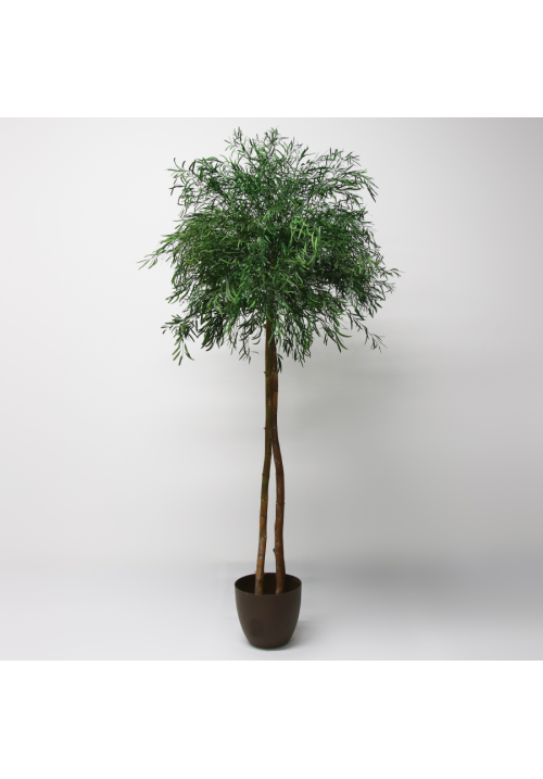 Eucalipto parvifolia preservado 150cm