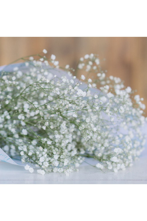 Paniculata blanca x5