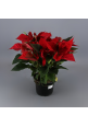 Poinsettia roja 65cm