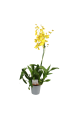 Oncidium 1tallo amarillo