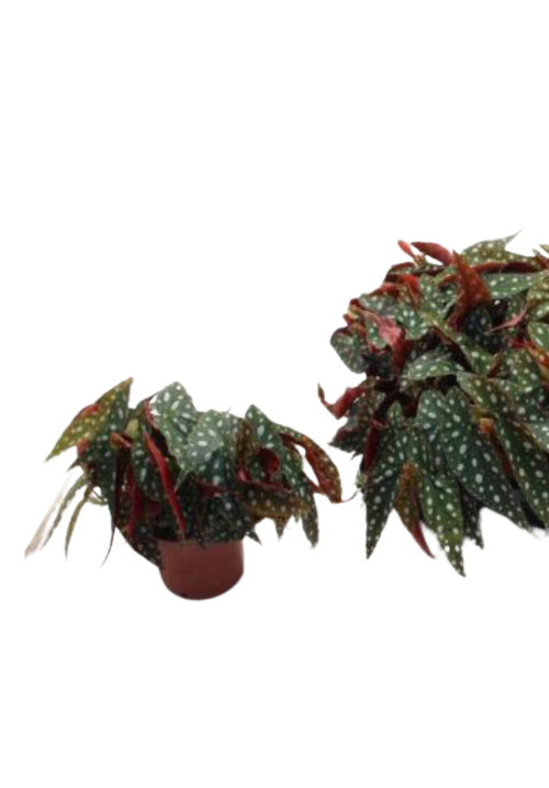 Begonia Maculata Wightii