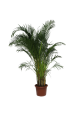 Areca lutescens