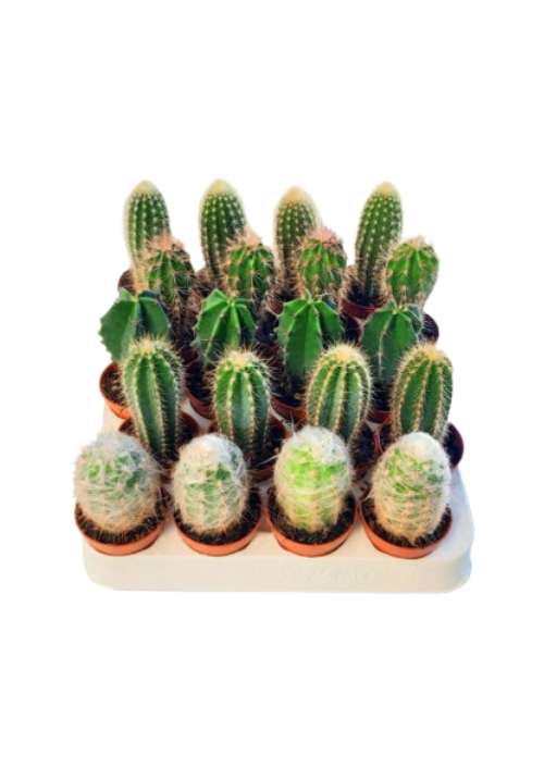Cactus columnar
