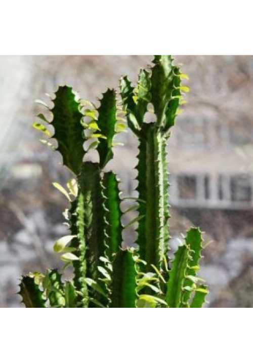 Euphorbia mixta