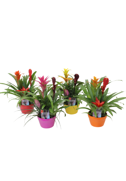 Bromelia mix cerámica