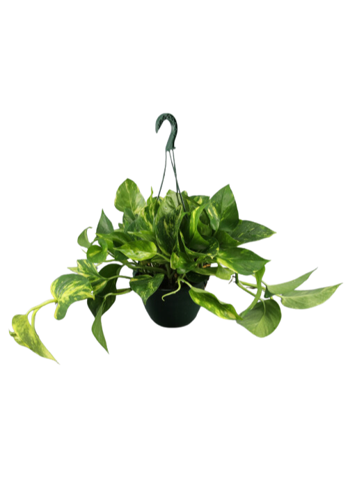 Pothos colgante