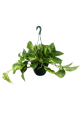 Pothos colgante