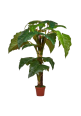 Alocasia Artificial premium