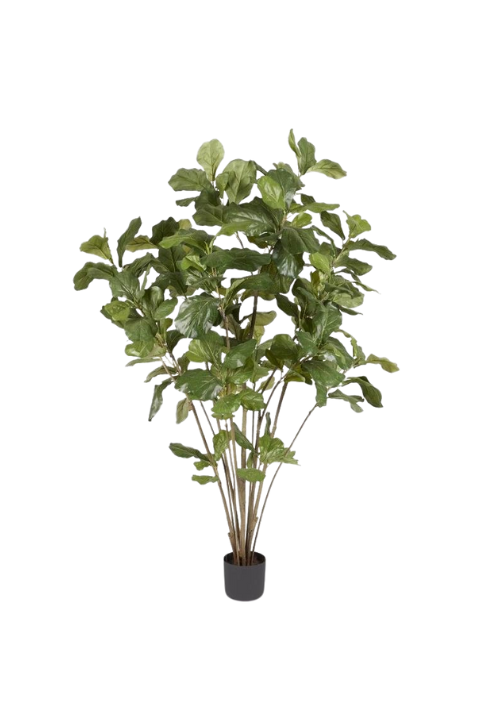 Ficus lyrata artificial