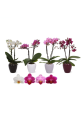 Phalaenopsis 2 tallos mini con ceramica