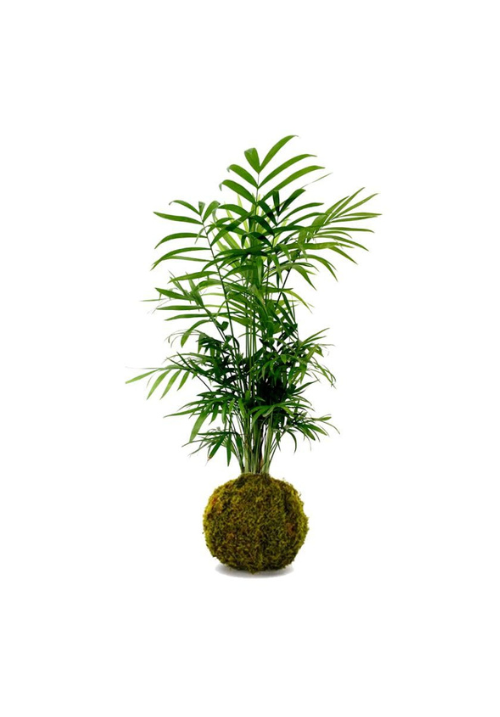 Kokedama