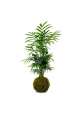 Kokedama