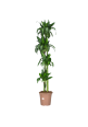 Dracena Hawaii