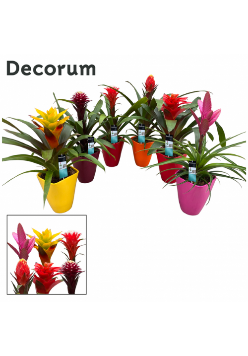 Guzmania 50cm maceta