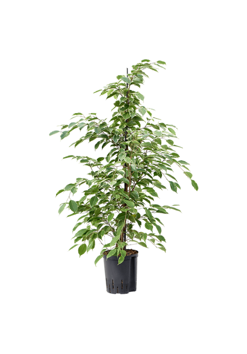 Ficus be golden king 2troncos