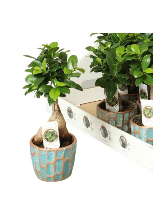 Bonsai ginseng ceramica