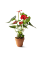 Anthurium 40cm