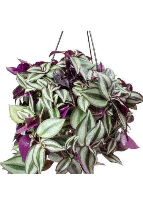 Tradescantia 