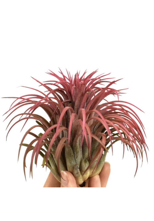 Tillandsia Lonantha