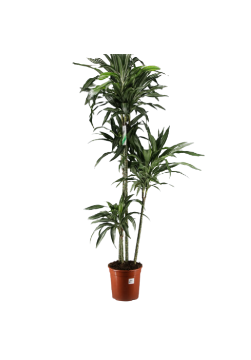 Dracena Deremensis 3 troncos 1m60