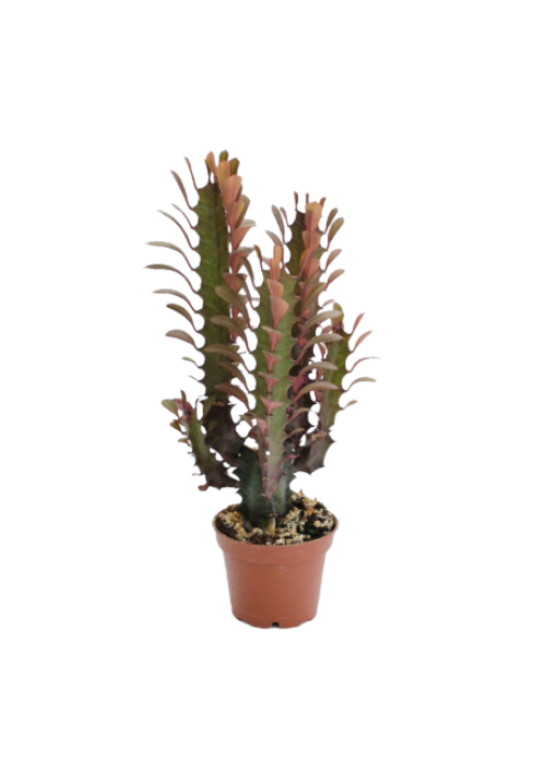 Euphorbia Trigona