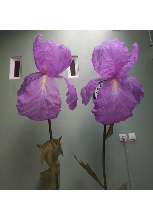 Iris Gigante