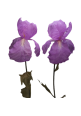Iris Gigante