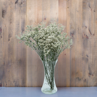 Limonium fresco variado