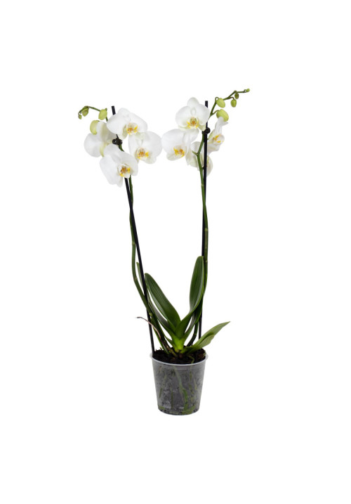 Phalaenopsis Blanca 3tallos 70cm