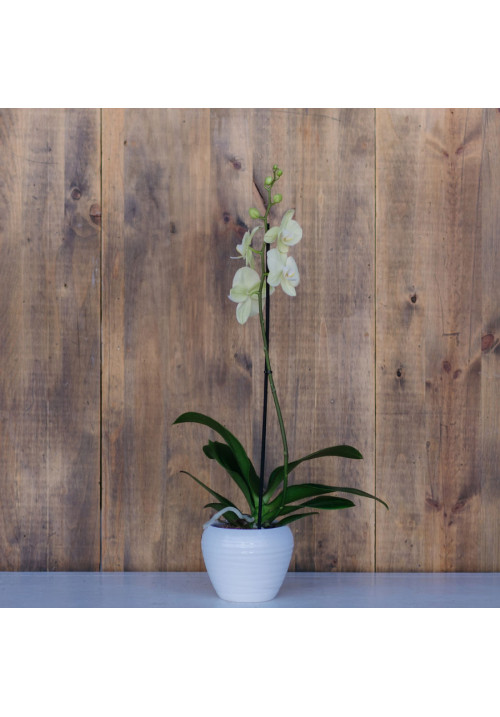 Phalaenopsis 1tallo 70cm