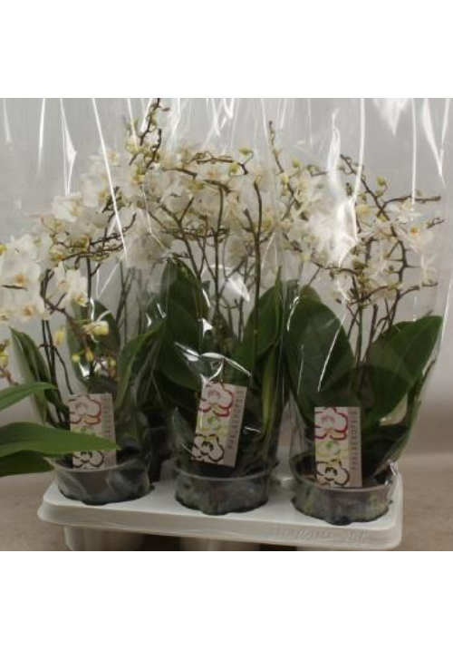 Phalaenopsis 4 tallos 45cm Blanca