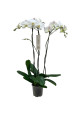 Phalaenopsis Tsarine blanco 3 tallos 90cm
