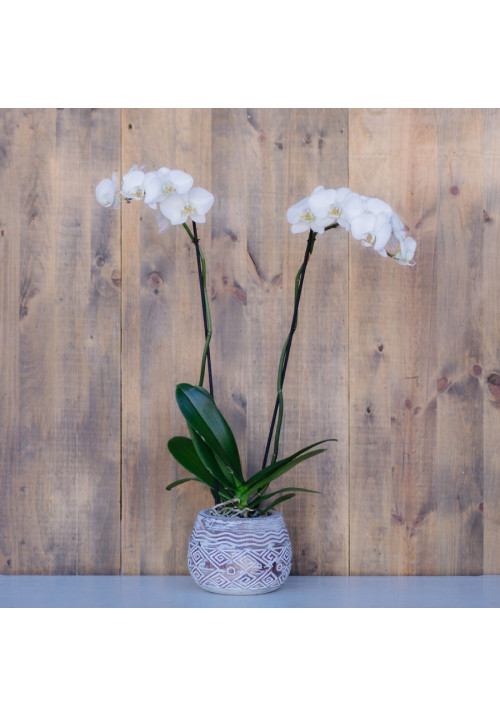 Phalaenopsis 90cm